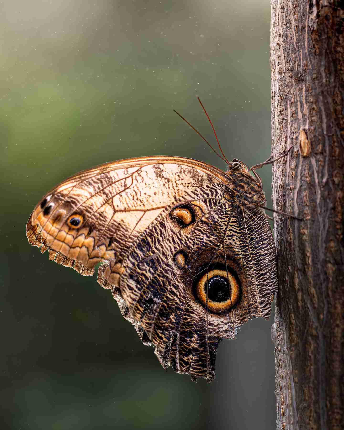 Butterfly on a tree